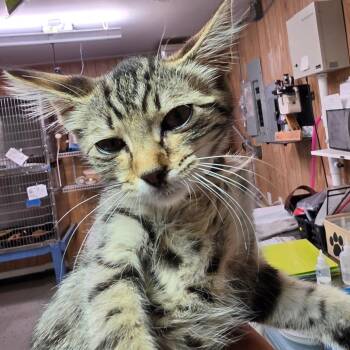 Rashell -  Domestic Short Hair Cat for Adoption in Leander, Texas - Rashell | PetCurious