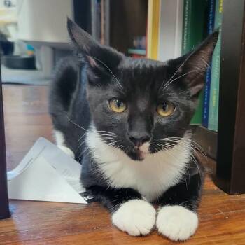 Ato -  Domestic Short Hair Cat for Adoption in Los Angeles, California - Ato | PetCurious