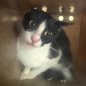 Frisky -  Domestic Short Hair Cat for Adoption in Birmingham, Alabama - Frisky | PetCurious