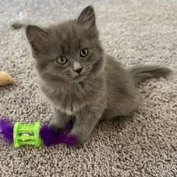 Winnie -  Domestic Long Hair Cat for Adoption in Lewisville, Texas - Winnie | PetCurious