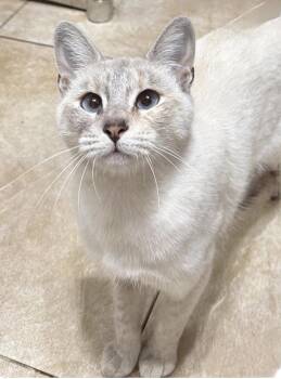 Delilah -  Domestic Short Hair Cat for Adoption in Larkfield-wikiup, California - Delilah | PetCurious