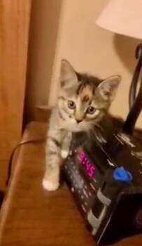 Rescue Torbie Cats for Adoption in Andover, Minnesota - Harper- Sibling To Clayton | PetCurious