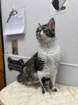 Stormy -  Domestic Long Hair Cat Available for Adoption in Chandler, Arizona - Stormy | PetCurious