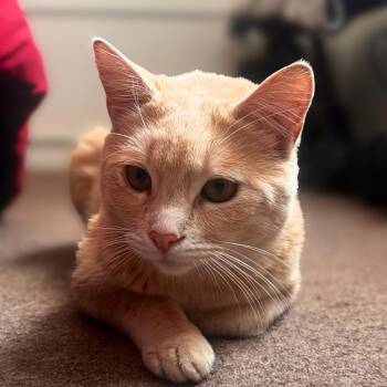 Domestic Short Hair Cats Available for Adoption - Pasha | PetCurious