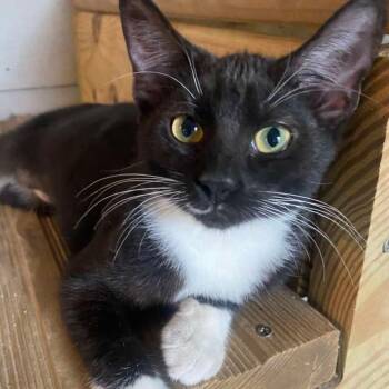 Rescue Domestic Long Hair Cats for Adoption in Warrensburg, Missouri - Scotch | PetCurious