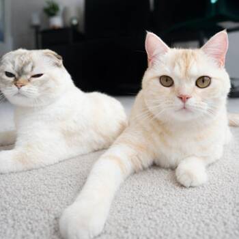 Scottish Fold Cats Available for Adoption in Gulfport, Mississippi - Simba & Luna | PetCurious