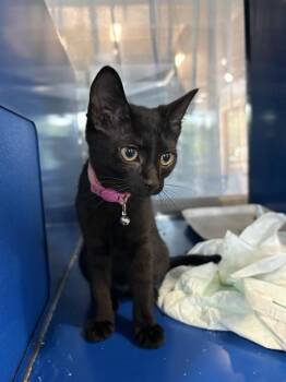 SASHA -  Domestic Short Hair Cat for Adoption in Westminster, Maryland - SASHA | PetCurious