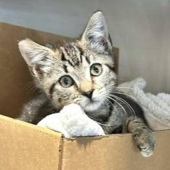 Sporty Spice -  Domestic Short Hair Cat for Adoption - Sporty Spice | PetCurious