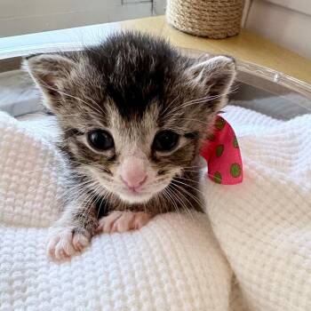 Lavender -  Domestic Short Hair Cat for Adoption in Fort Lauderdale, Florida - Lavender | PetCurious