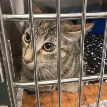 Rosie -  Domestic Short Hair Cat for Adoption in Port Charlotte, Florida - Rosie | PetCurious