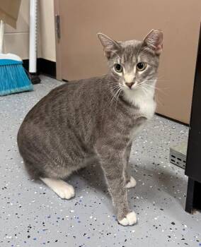 Thor -  Domestic Short Hair Cat for Adoption in Yankton, South Dakota - Thor | PetCurious