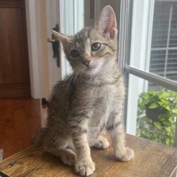 Rory -  Domestic Short Hair Cat for Adoption in Knoxville, Tennessee - Rory | PetCurious