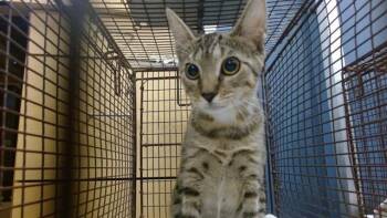 TYE -  Domestic Short Hair Cat Available for Adoption in Doral, Florida - TYE | PetCurious