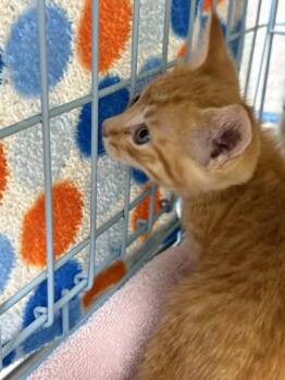 Melody -  Domestic Short Hair Cat for Adoption in Gainesville, Florida - Melody | PetCurious