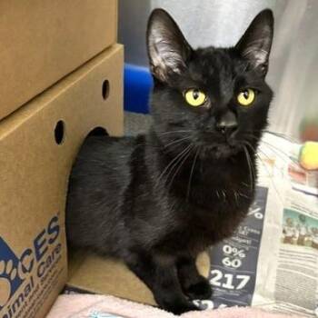 Domestic Short Hair Cats Available for Adoption - Street | PetCurious