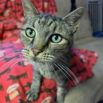 P.B. -  Domestic Short Hair Cat for Adoption in Graham, Washington - P.B. | PetCurious