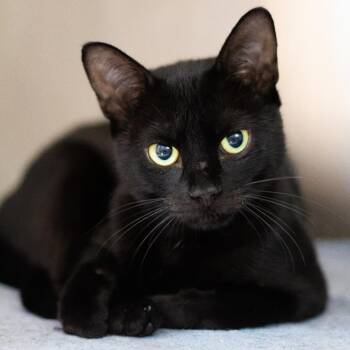 Lucille -  Domestic Short Hair Cat for Adoption in Cumming, Georgia - Lucille | PetCurious