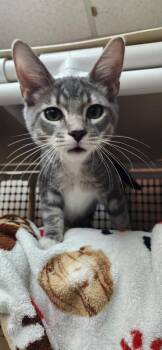 Kitten 28075 (Baby Bubba) -  Tabby Cat for Adoption in Parlier, California - Kitten 28075 (Baby Bubba) | PetCurious