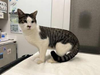 Biggie Smalls -  Domestic Short Hair Cat for Adoption in Kansas City, Missouri - Biggie Smalls | PetCurious