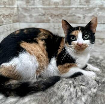 Domestic Short Hair Cats Available for Adoption - Gia | PetCurious
