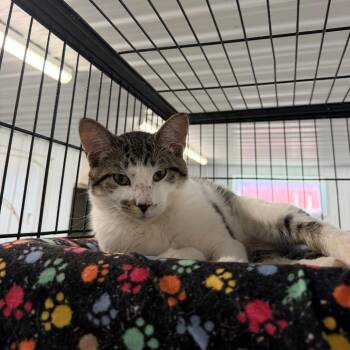 McDuff -  Domestic Short Hair Cat for Adoption in Spanish Fork, Utah - McDuff | PetCurious