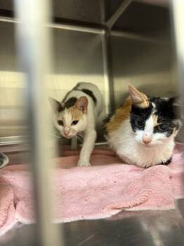 Rescue Domestic Short Hair Cats for Adoption in Reidsville, North Carolina - Marigold | PetCurious