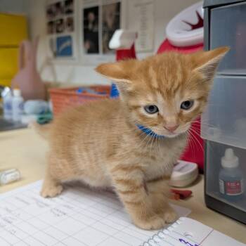 Domestic Short Hair Cats Available for Adoption in Ardmore, Oklahoma - Sugar Boy | PetCurious