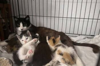 Domestic Short Hair Cats Available for Adoption in Deltona, Florida - Sweetie | PetCurious