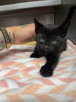 eagle -  Domestic Short Hair Cat for Adoption in Rowlett, Texas - Eagle | PetCurious