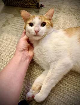 Nilla Wafer -  American Shorthair Cat for Adoption - Nilla Wafer | PetCurious