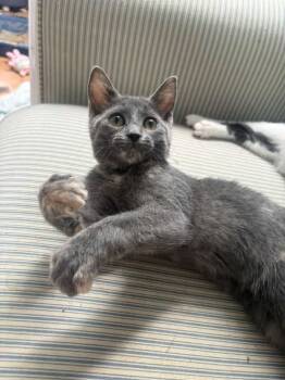 Lazuli -  Domestic Short Hair Cat for Adoption in Manhattan, Kansas - Lazuli | PetCurious