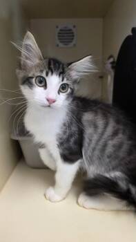 M&M bonded w/ Choco Chips -  Domestic Short Hair Cat for Adoption in Silverdale, Washington - M&M Bonded W/ Choco Chips | PetCurious
