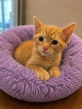 American Shorthair and Domestic Short Hair Cats Available for Adoption in North Richland Hills, Texas - Pumpkin | PetCurious