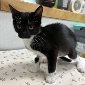 Domestic Short Hair Cats Available for Adoption in Candler, North Carolina - Hail | PetCurious