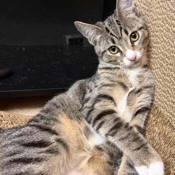 Spumoni -  Domestic Short Hair Cat for Adoption in Middleton, Wisconsin - Spumoni | PetCurious