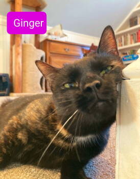 Rescue Tortoiseshell and Domestic Short Hair Cats for Adoption in Spring City, Pennsylvania - Ginger | PetCurious