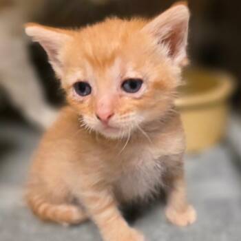 Guppy -  Domestic Short Hair Cat for Adoption in Council Bluffs, Iowa - Guppy | PetCurious