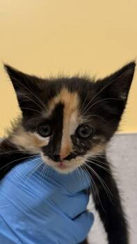 Domestic Short Hair Cats Available for Adoption in Honolulu, Hawaii - Peachy | PetCurious