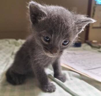 Richie -  Domestic Short Hair Cat for Adoption in Oakland, California - Richie | PetCurious