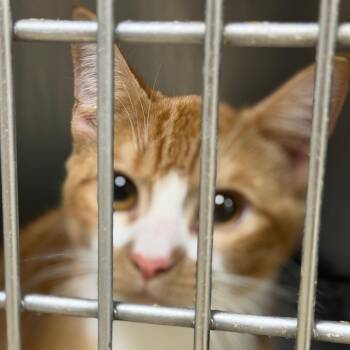 Haught 4 - Maxwell -  Domestic Short Hair Cat for Adoption in Donalsonville, Georgia - Haught 4 - Maxwell | PetCurious