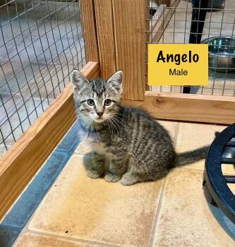 Rescue Domestic Short Hair Cats for Adoption in Herculaneum, Missouri - Angelo (AVAILABLE 7/5) | PetCurious