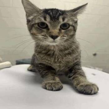 Dim Sum -  Domestic Short Hair Cat for Adoption in Indianapolis, Indiana - Dim Sum | PetCurious