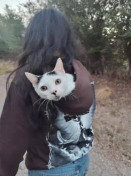 Rescue Domestic Short Hair Cats for Adoption in Liverpool, Texas - Yang | PetCurious