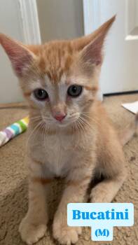 Domestic Short Hair Cats Available for Adoption in Clarksville, Tennessee - Bucatini | PetCurious