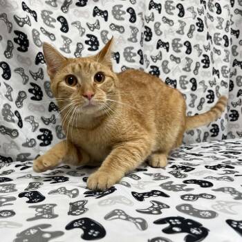 Tedrick -  Domestic Short Hair Cat for Adoption in Lyndhurst, Virginia - Tedrick | PetCurious