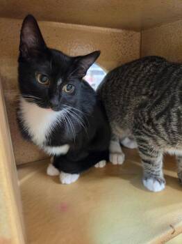Domestic Short Hair Cats Available for Adoption in Town 