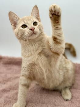 Sticky Tac -  Domestic Short Hair Cat for Adoption in Covington, Louisiana - Sticky Tac | PetCurious