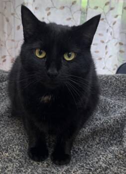 Domestic Long Hair Cats Available for Adoption in Viroqua, Wisconsin - Minina | PetCurious