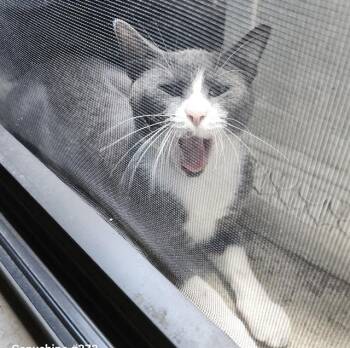 FRANKIE -  Domestic Short Hair Cat for Adoption in San Antonio, Texas - FRANKIE | PetCurious