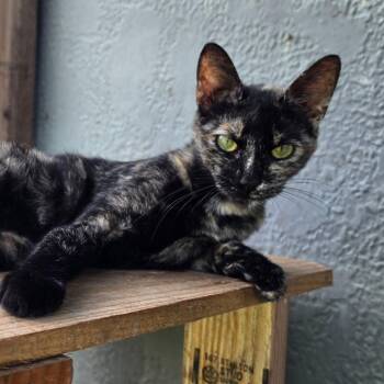 Ruger -  Domestic Short Hair Cat for Adoption in Houston, Texas - Ruger | PetCurious